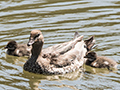 Maned Duck (Australian Wood Duck), Giraween Environmental Lodge, Australia
