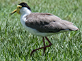 Masked Lapwing, Cairns Esplanade, Cairns, Australia