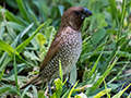 Scaly-breasted Munia (Nutmeg Mannikin), Cairns Botanic Gardens, Cairns, Australia