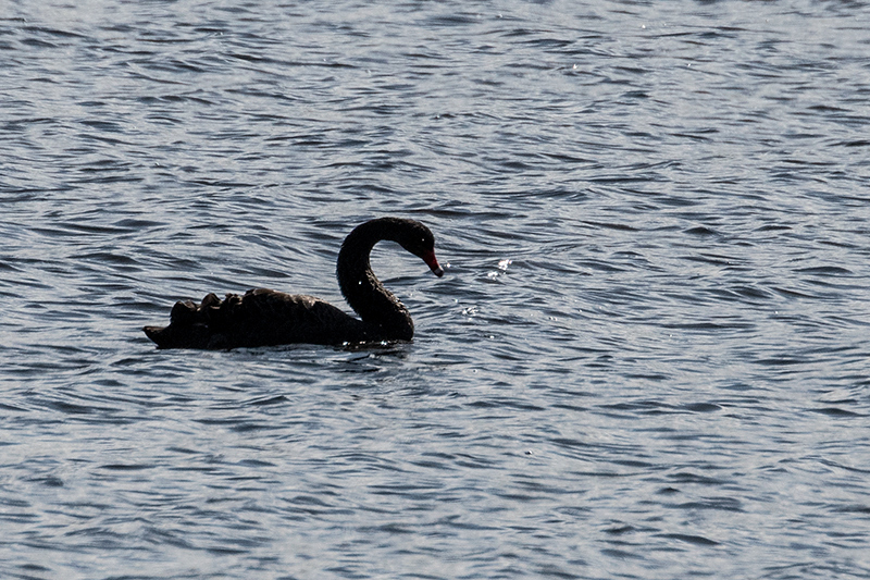 Black Swan, Gould's Lagoon, Tasmania