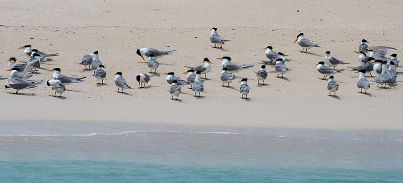 Lesser Crested Tern, Michaelmas Cay, Australia