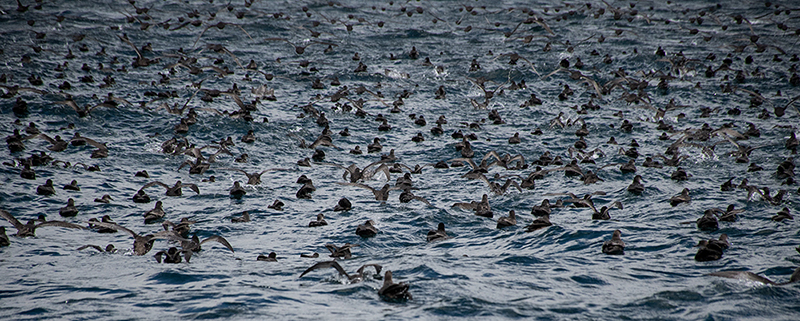 Thousands of Short-tailed Shearwaters, Bruny Island, Tasmania