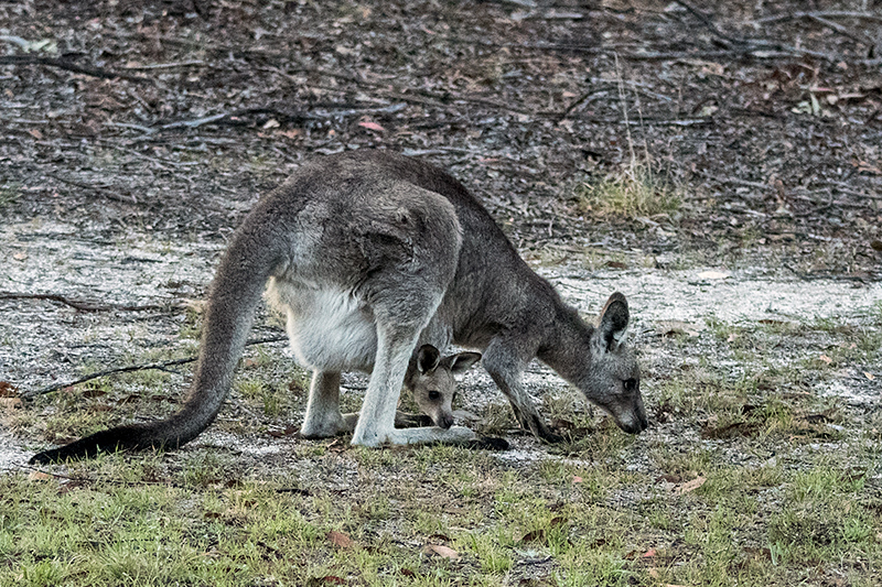 Eastern Gray Kangaroo With Joey, Giraween Environmental Lodge, Australia