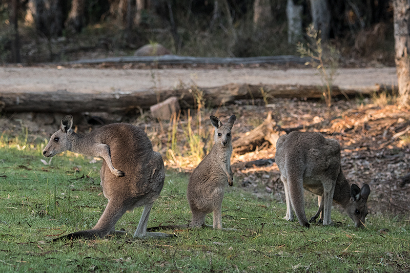 Eastern Gray Kangaroo With Joey, Giraween Environmental Lodge, Australia