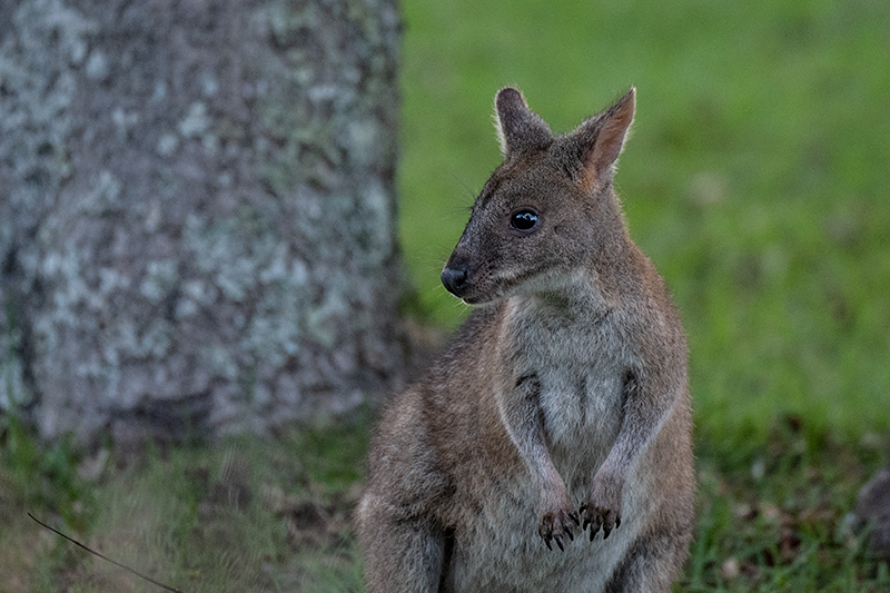 Red-necked Pademelon, O'Reilly's Rainforest Retreat, Australia