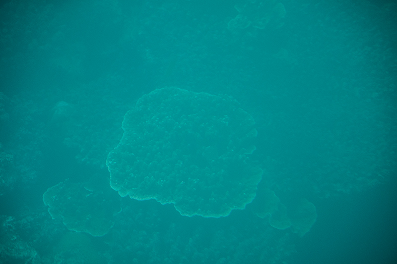 Coral, Great Barrier Reef, Michaelmas Cay, Australia