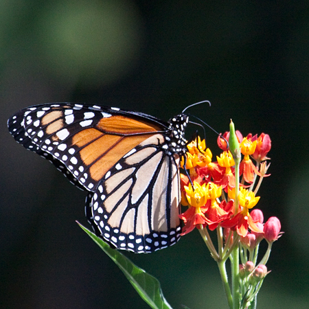 Monarch Butterfly, Jacksonville, Florida