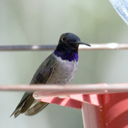 Black-chinned Hummingbird, Portal, Arizona