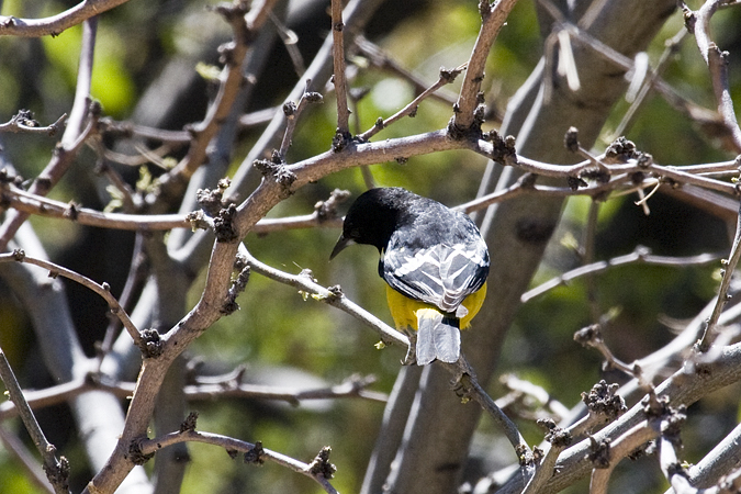 Scott's Oriole, Hereford, Arizona