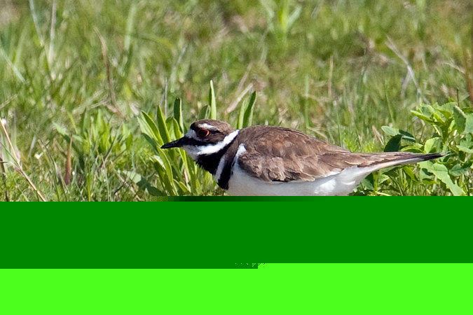 Killdeer, Cove Island Wildlife Sanctuary, Stamford, Connecticut