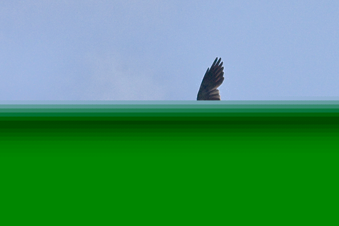 Mississippi Kite in Simsbury, Connecticut