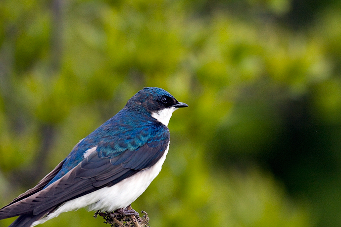 Tree Swallow, Cove Island Wildlife Sanctuary, Stamford, Connecticut