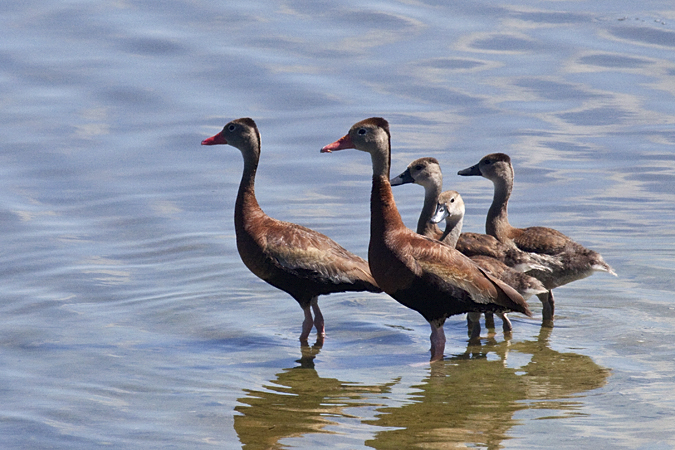 Black-bellied Whistling-Ducks, Viera Wetlands, Florida