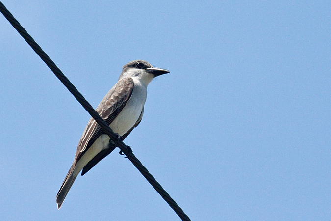 Gray Kingbird, Bill Baggs State Park, Key Biscayne, Florida