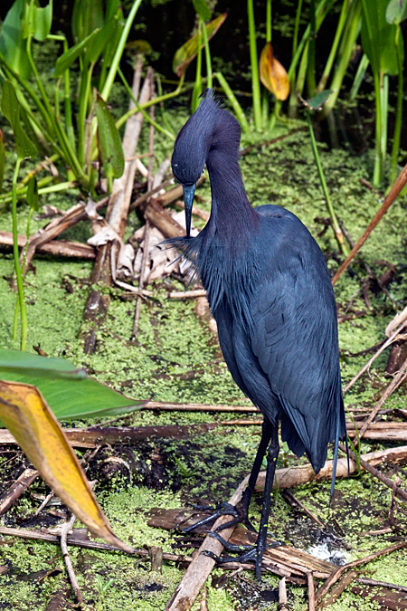 Little Blue Heron, Wakodahatchee Wetlands, Boynton Beach, Florida