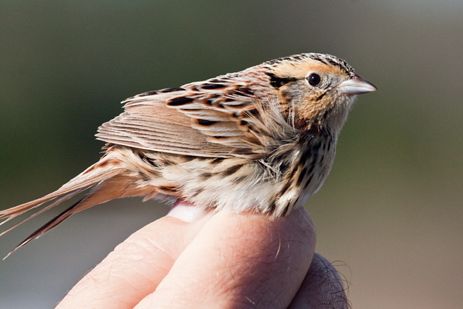 Le Conte's Sparrow, Weekiwachee Preserve, Hernando County, Florida by Richard L. Becker