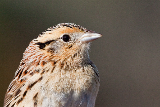 Le Conte's Sparrow, Weekiwachee Preserve, Hernando County, Florida by Richard L. Becker
