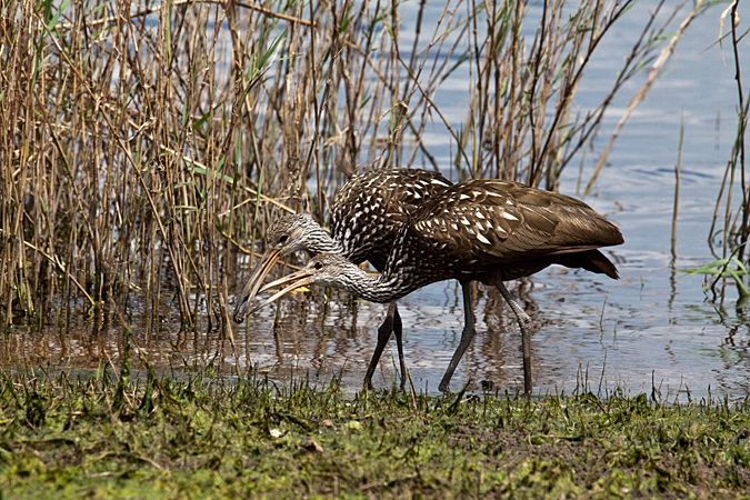 Limpkin, Myakka River State Park, Florida