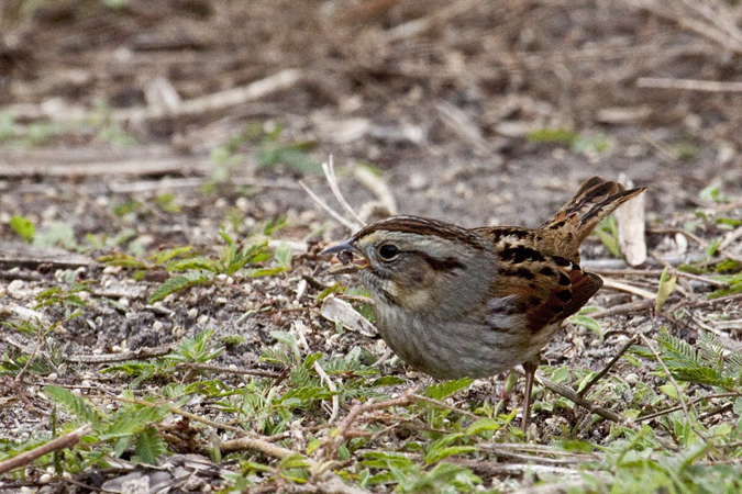 Lincoln's Sparrow, Possum Branch Preserve, Pinellas County, Florida