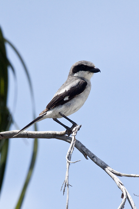 Loggerhead Shrike, Merritt Island National Wildlife Refuge, Florida by Richard L. Becker