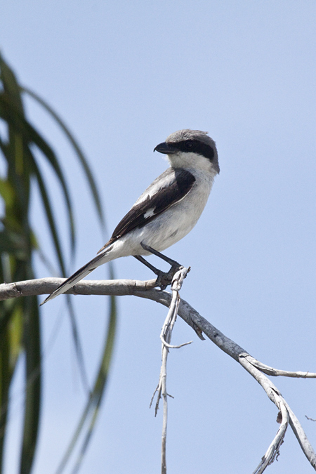 Loggerhead Shrike, Merritt Island National Wildlife Refuge, Florida by Richard L. Becker