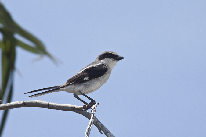 Loggerhead Shrike, Merritt Island National Wildlife Refuge, Florida by Richard L. Becker