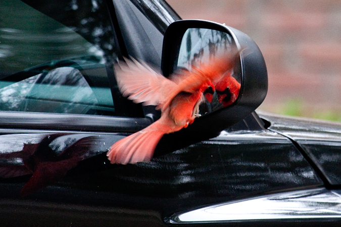 Northern Cardina attacking its reflection in a car mirror, Jacksonville, Florida