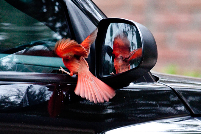 Northern Cardina attacking its reflection in a car mirror, Jacksonville, Florida