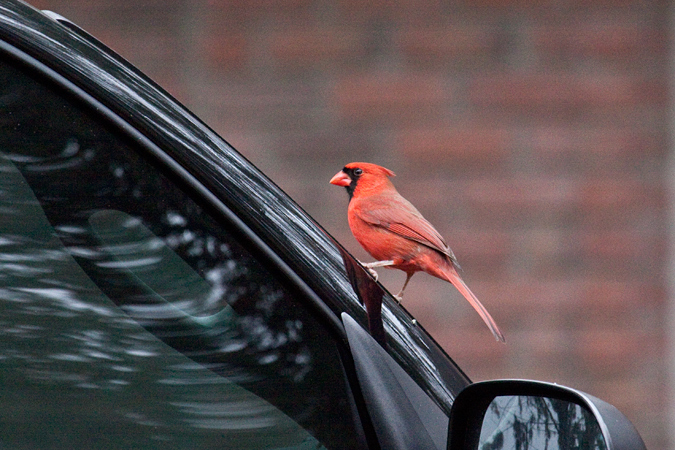 Northern Cardina attacking its reflection in a car mirror, Jacksonville, Florida