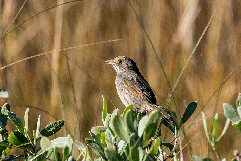 Seaside Sparrow, Helen Cooper Floyd Park, Jacksonville, Florida