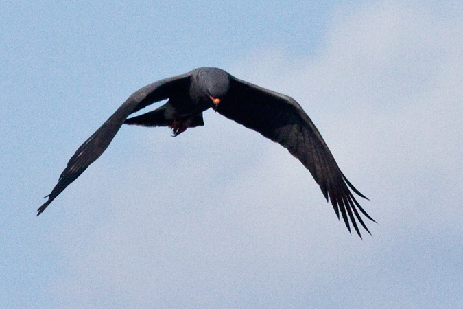 Snail Kite, Joe Overstreet Road, Lake Kissimmee, Florida