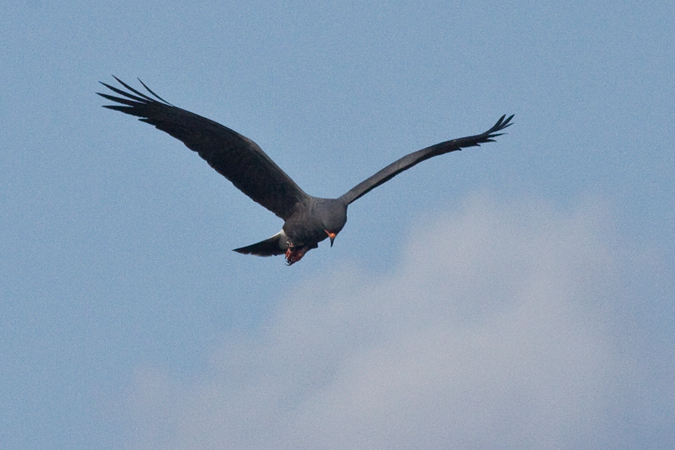 Snail Kite, Joe Overstreet Road, Lake Kissimmee, Florida