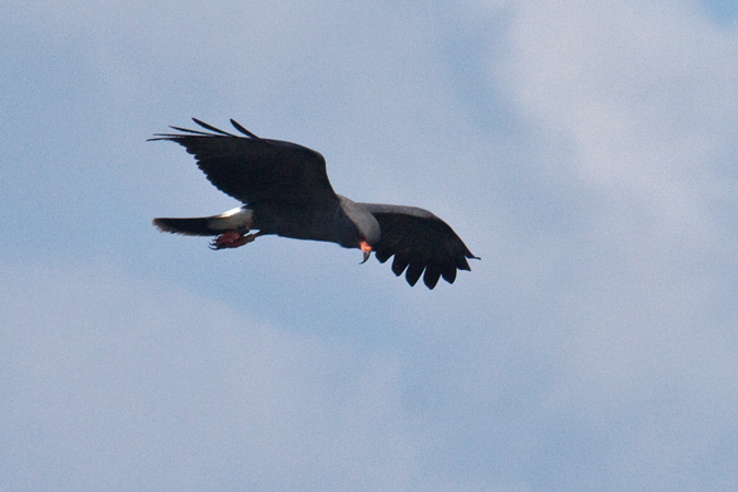 Snail Kite, Joe Overstreet Road, Lake Kissimmee, Florida