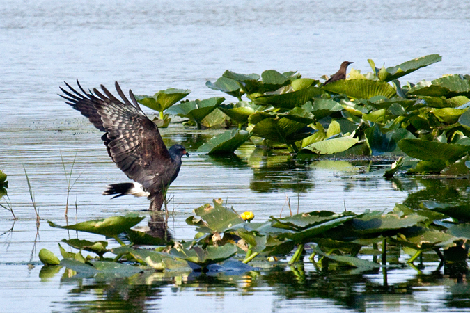 Snail Kite, Joe Overstreet Road, Lake Kissimmee, Florida