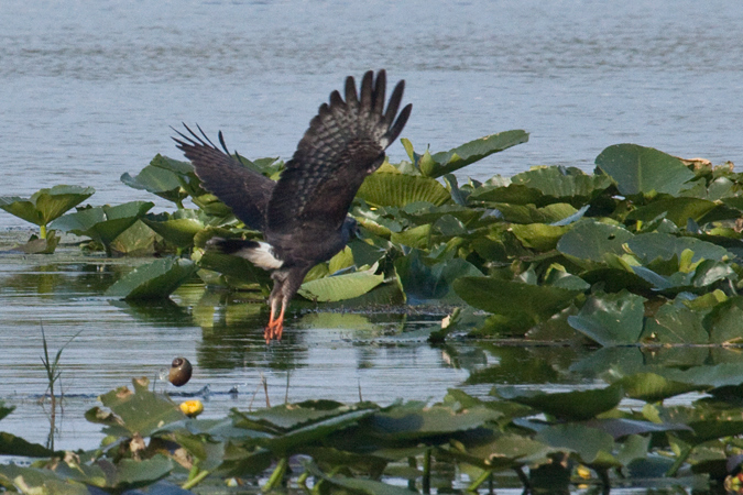Snail Kite, Joe Overstreet Road, Lake Kissimmee, Florida