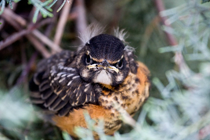 Fledgling American Robin, Stamford, CT