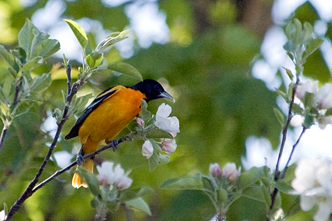 Baltimore Oriole, Stamford, CT