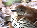 Brown Thrasher