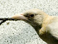 Albino Common Grackle in Connecticut