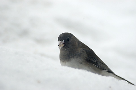 Dark-eyed Junco in Snow, Stamford, CT