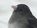 Dark-eyed Junco (Slate-colored Junco)
