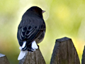 Leucistic Dark-eyed Junco