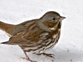 Fox Sparrow