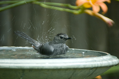 Gray Catbird in birdbath, Stamford, CT