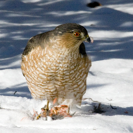Sharp-shinned Hawk, Stamford, CT