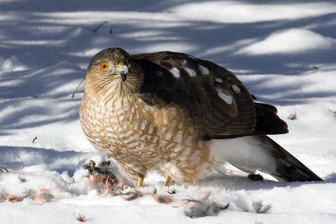 Sharp-shinned Hawk, Stamford, CT