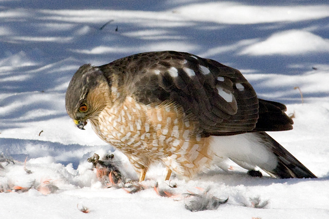 Sharp-shinned Hawk, Stamford, CT