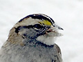 White-throated Sparrow