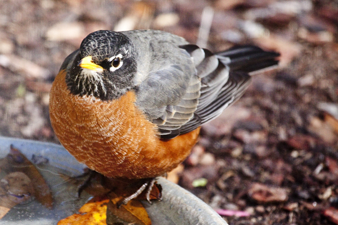 American Robin, Jacksonville, Florida