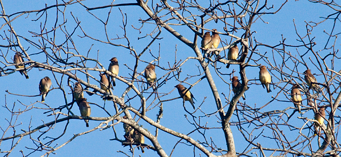 Cedar Waxwing, Jacksonville, Florida